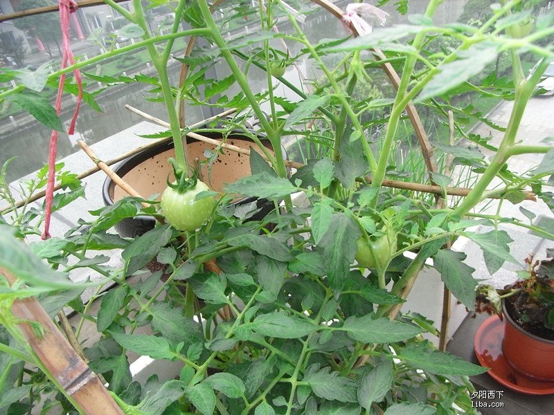 喜欢花花草草,小番茄1号成熟了(是黄色品种的