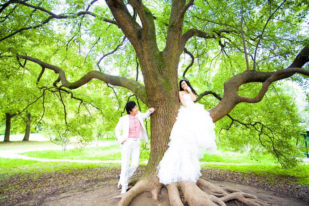 树上的婚纱照_树上知了图片