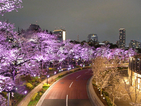 3月下旬~4月上旬东京、北海道看樱花攻略请教