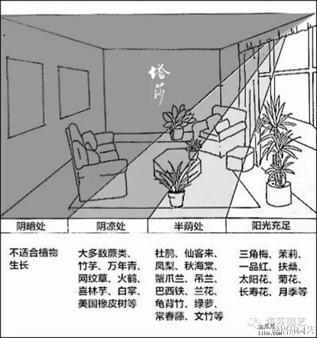2016-09-02 室内植物.jpg